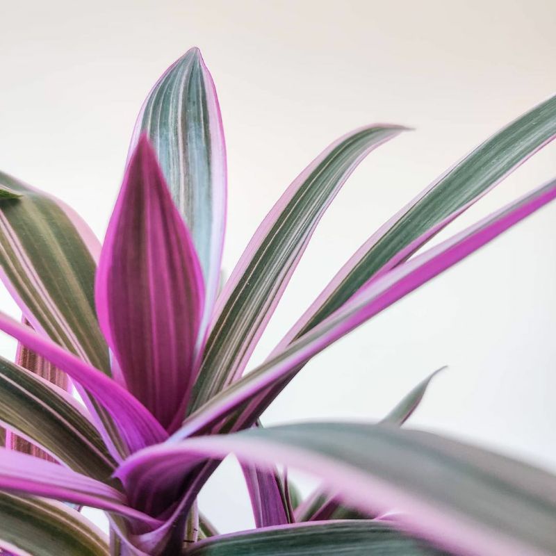 tradescantia spathea rhoeo tricolor