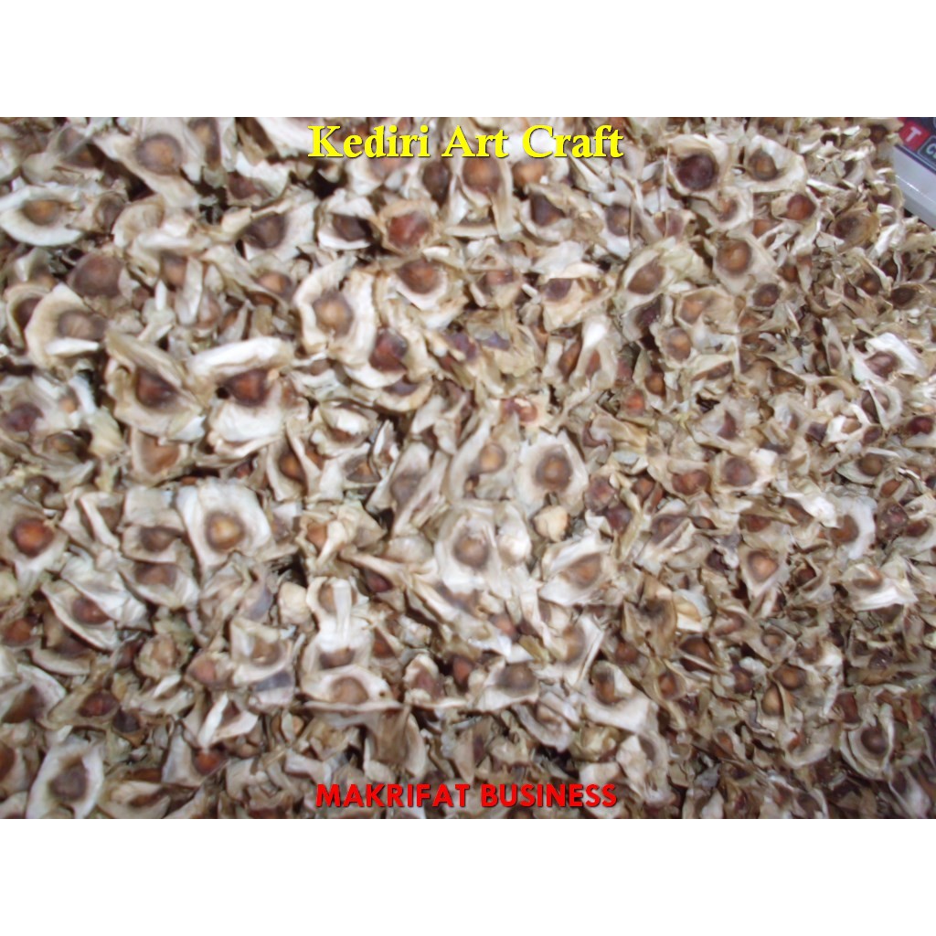 

Biji kelor kering BY KEDIRI ART CRAFT