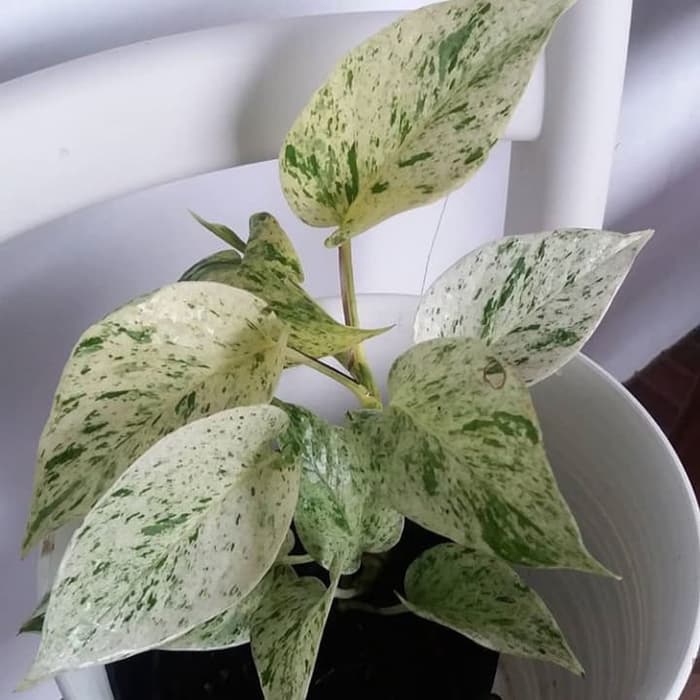 tanaman hias srigading varigata - srigading putih