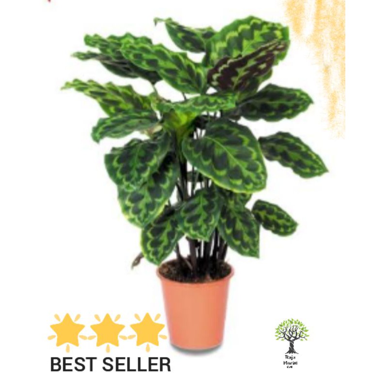 Calathea ekor merak