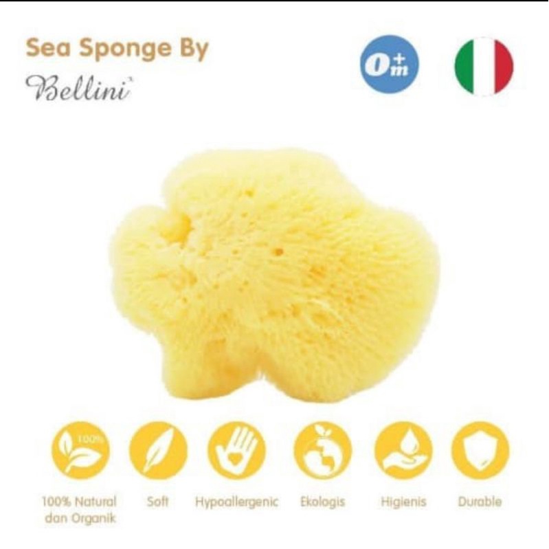 Lea Sponge Bellini No.7