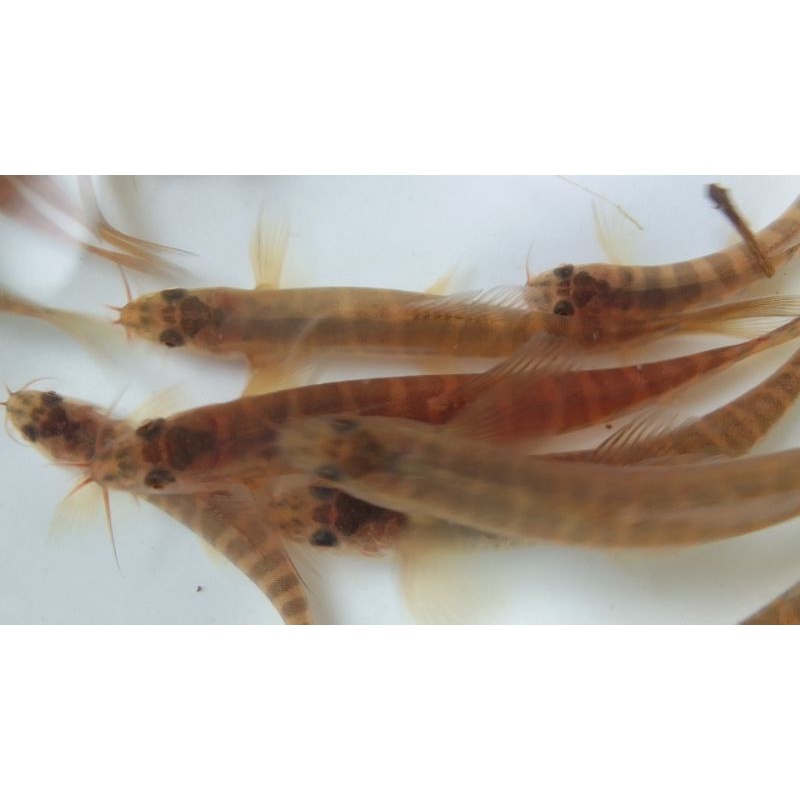 hiasan akuarium uceng jeler