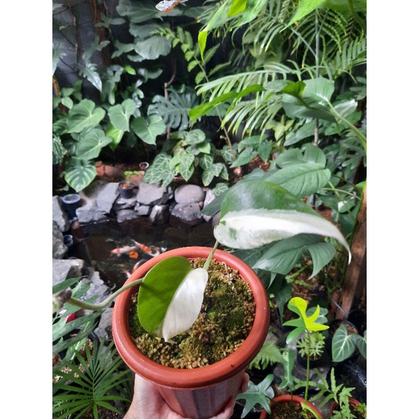 monstera varigata white tiger