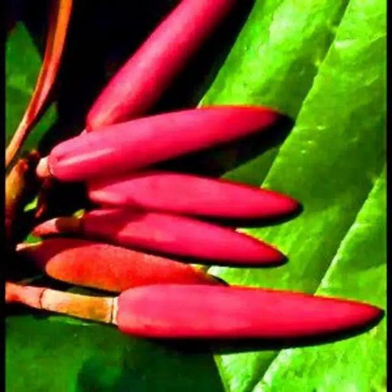 bibit kantil merah super okulasi