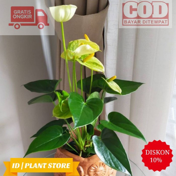Tanaman Hias Anthurium Mickey Mouse Kuning - Anthurium Mickey Mouse