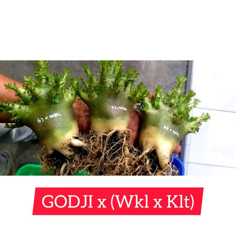 SEED SULTAN | ARARAY | SEED ADENIUM THAILAND | BIJI ADENIUM | GODJI | ARABICUM | RAYSH ADENIUM