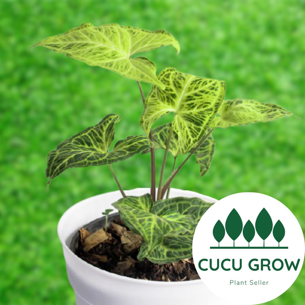 Tanaman Hias Syngonium Batik / Singonium Batik Ori / Original