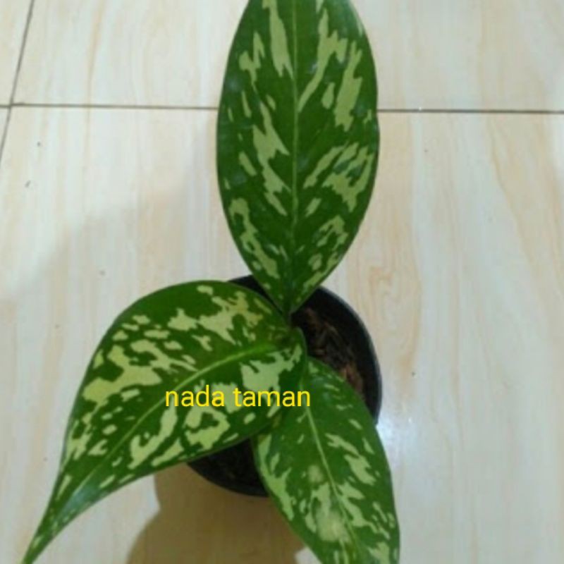 jual tanaman blanceng army/aglonema blanceng army