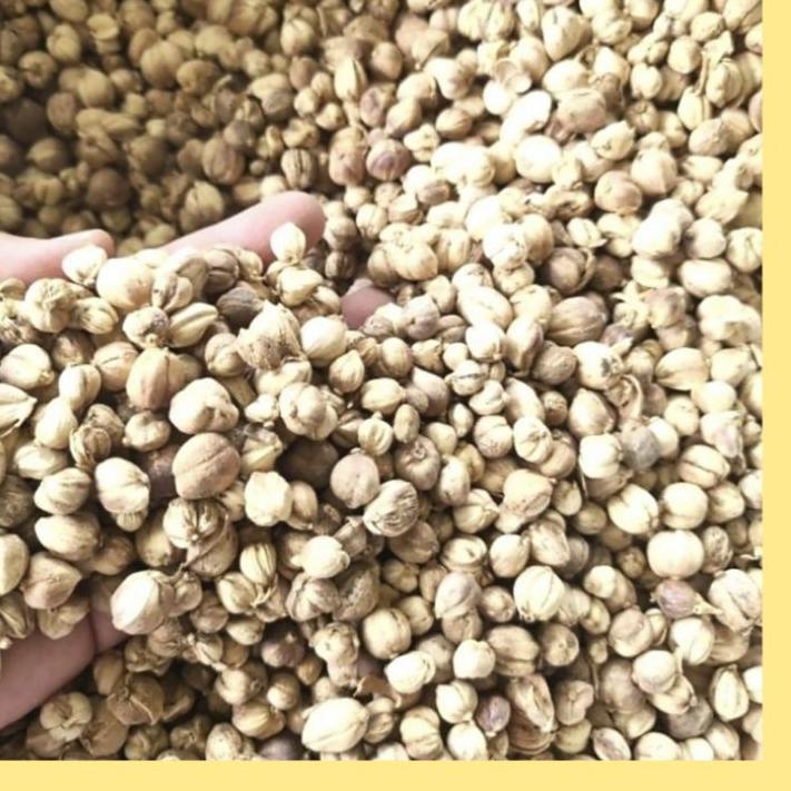 

Baru Bumbu Rempah Herbal Kapulaga Jawa 500gr Asli Tanpa Campuran