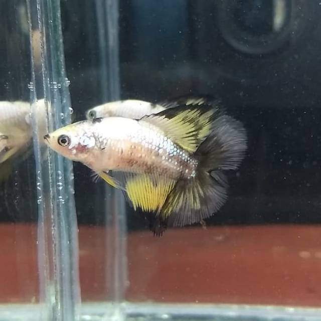 Cupang Female HMDT Yellow Koi size M