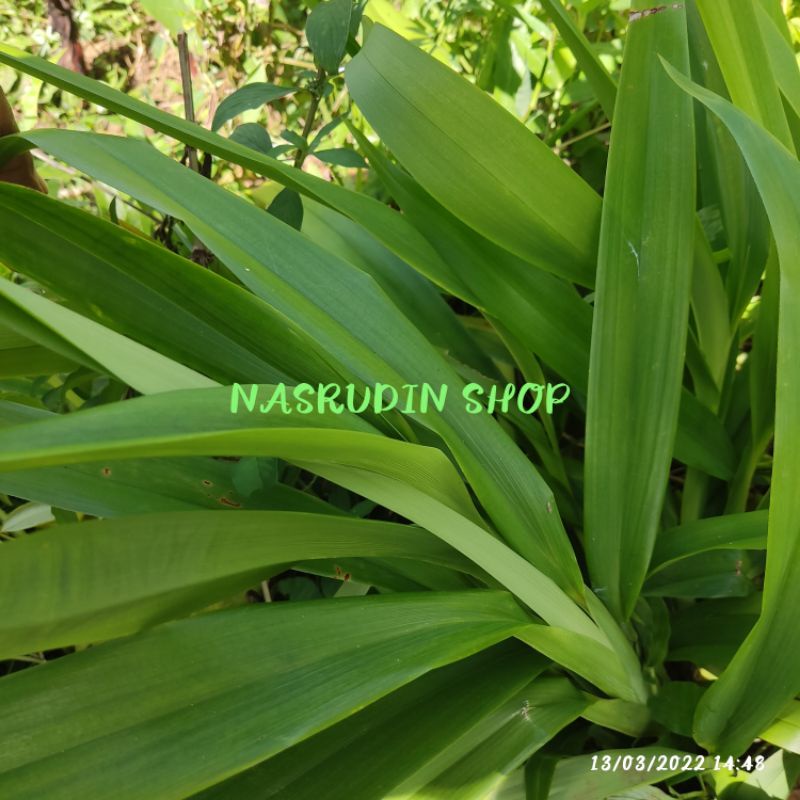 

DAUN DIANELLA NEMOROSA LAMK / OBAT ANTI KANGKER / TANAMAN HERBAL / OBAT HERBAL
