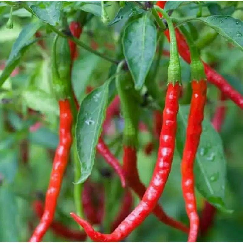 pohon cabe rawit keriting