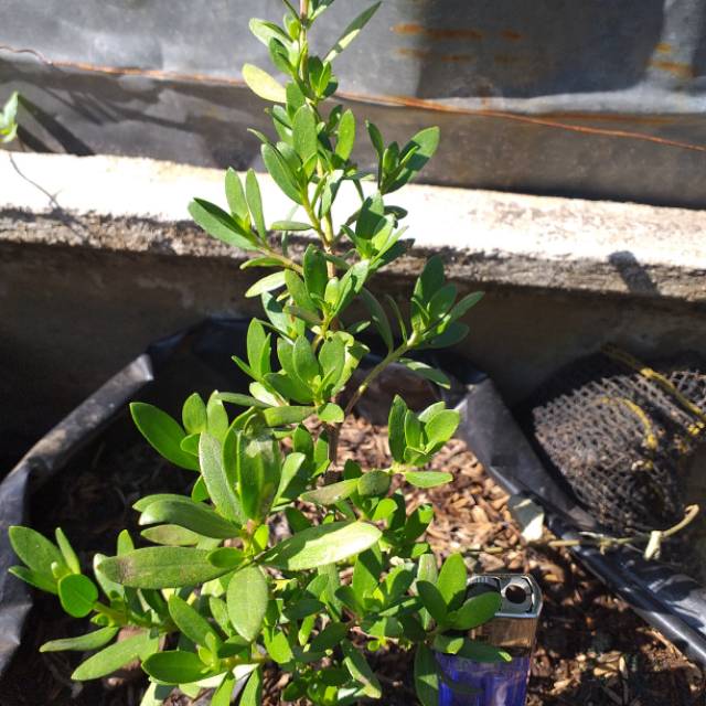 Bibit bonsai santigi