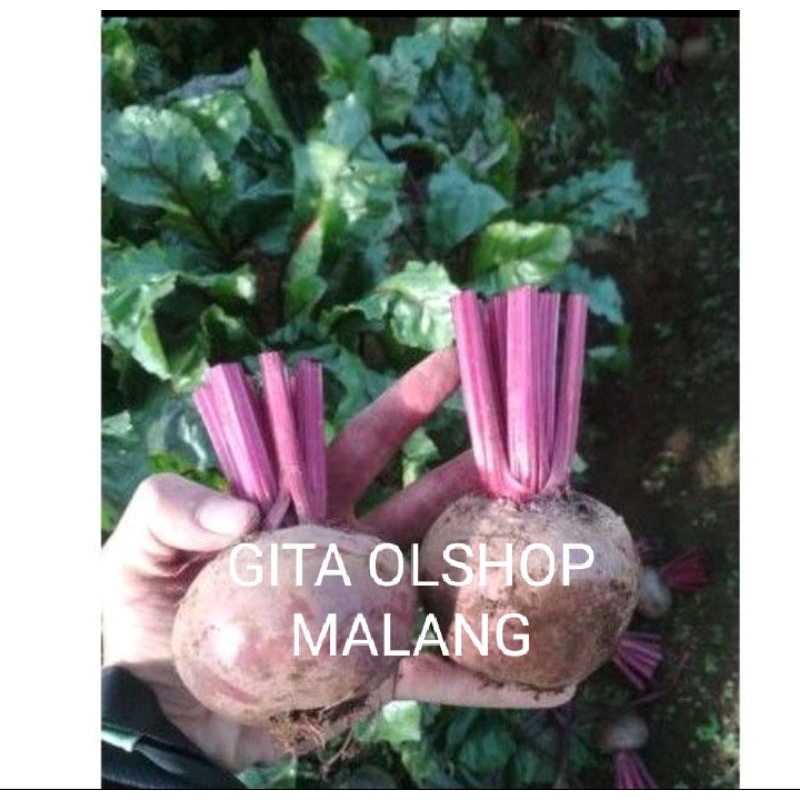 BUAH BIT SEGAR 1KG BEETROOT FRESH DARI KEBUN / bit merah