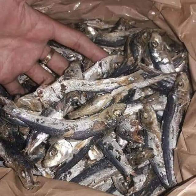 

Ikan robus/ dengdeng