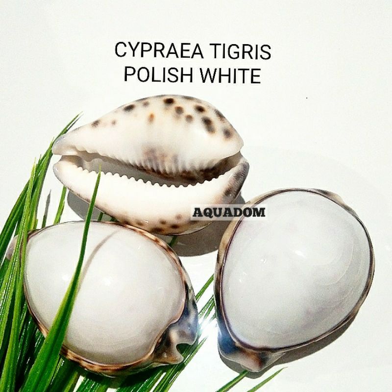 CANGKANG KERANG CYPRAEA TIGRIS CARRY WHITE KUWUK PUTIH