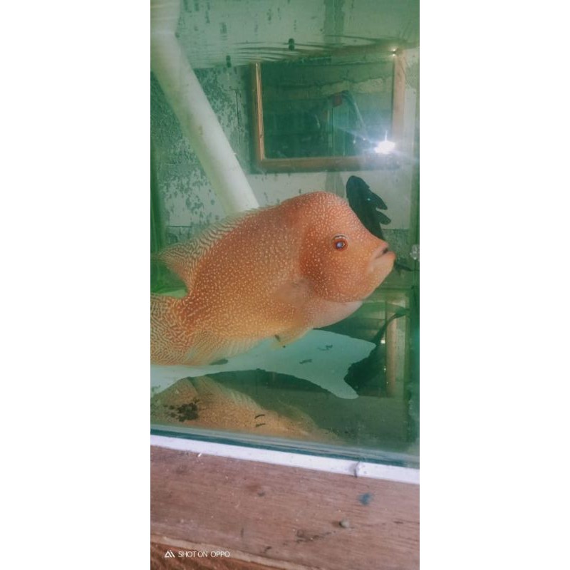 

ikan louhan GB kamfa