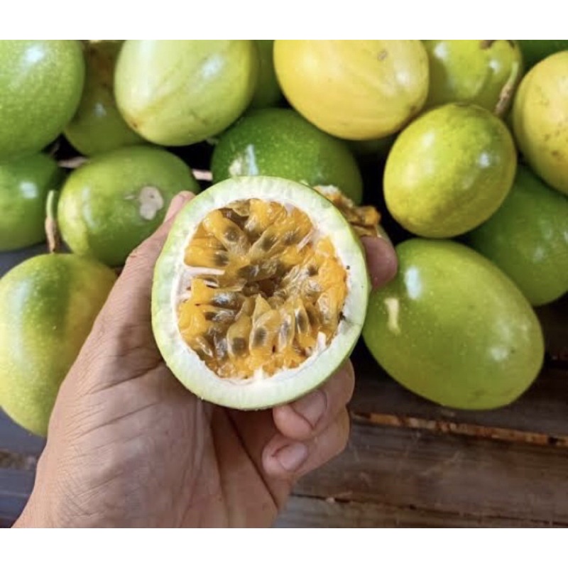 

Buah Markisa fresh dari kebun