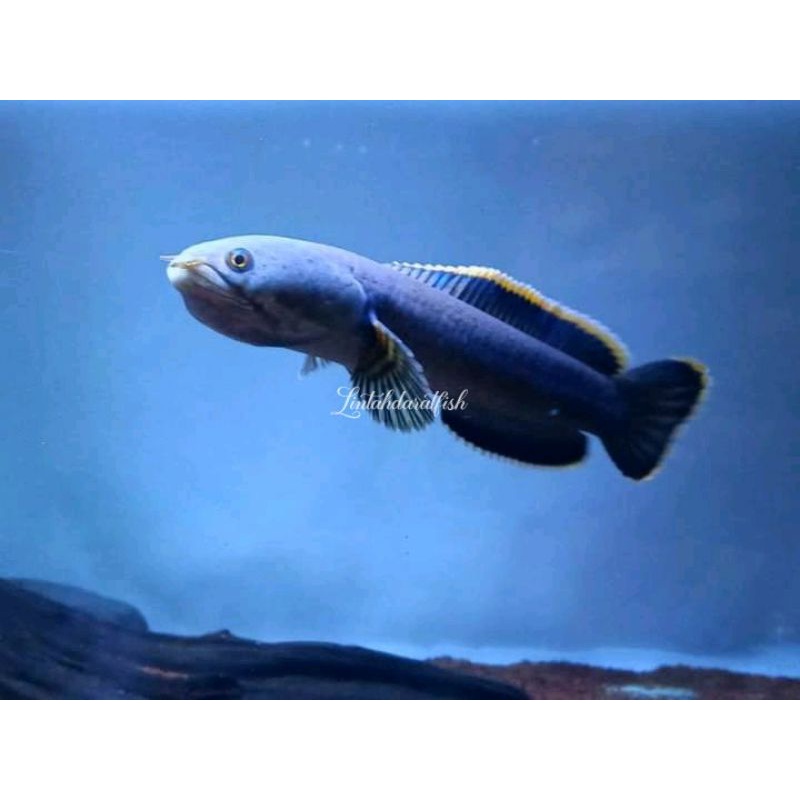 Ikan chana limbata gacua GALAK bahan kontes gondrong