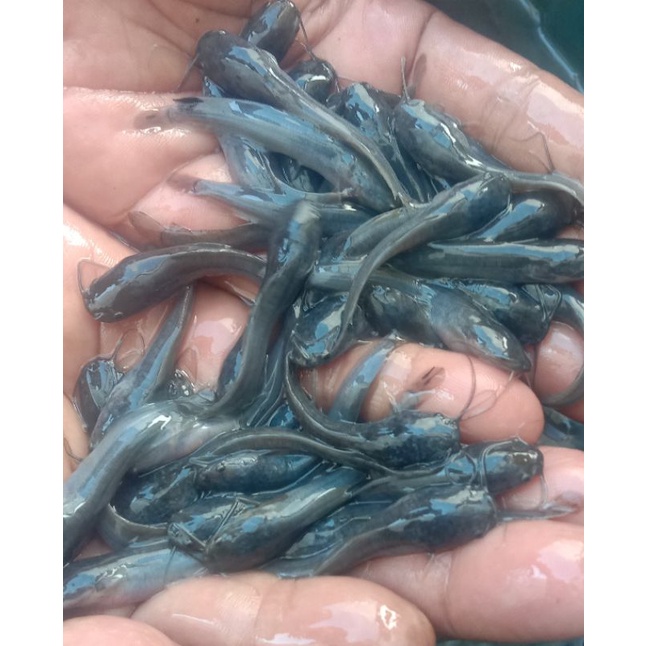 Bibit Lele UK.6-7cm (1.000ekor)/Bibit Lele Unggulan Khusus Pengiriman Grab,Gojek