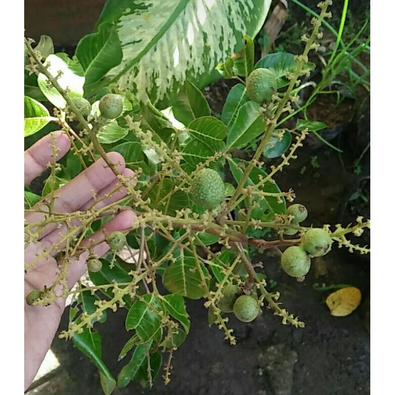 Kelengkeng Matalada Berbuah