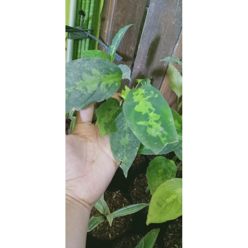 aglonema pictum Aceh