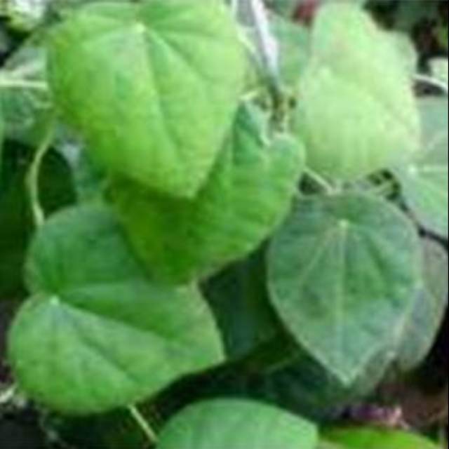 

Daun cincau berbulu ukuran sedang