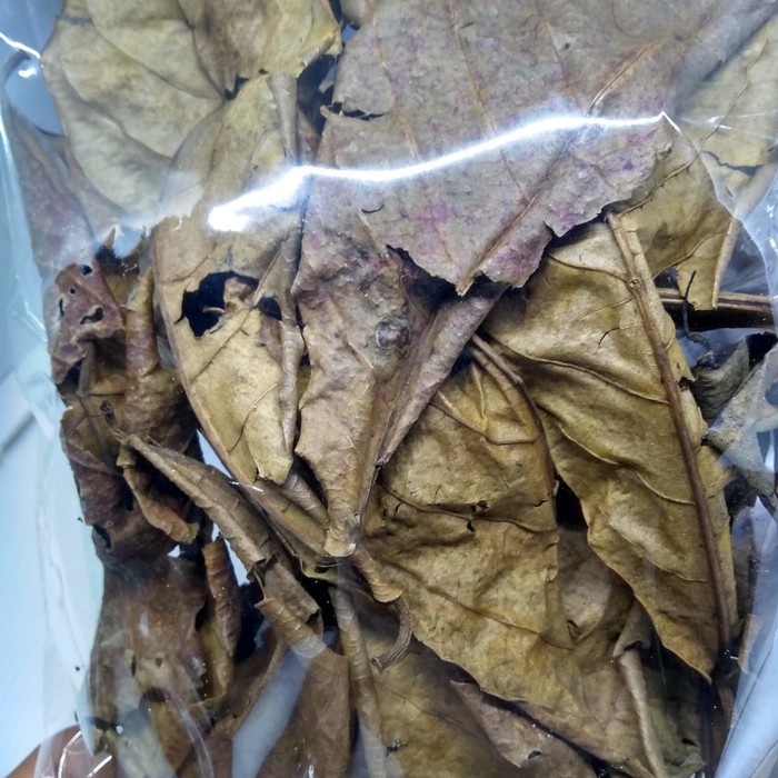 

Daun ketapang olahan terbaik