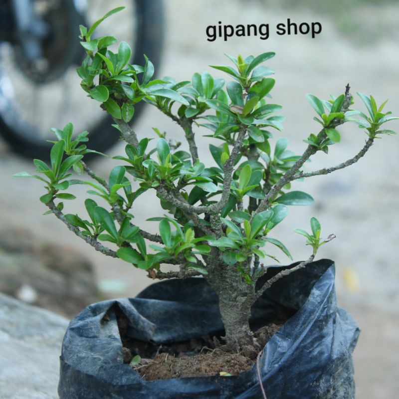 bahan bonsai asoka mikro mame warna random