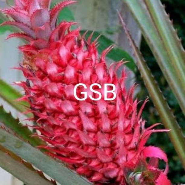 

Buah nanas muda nanas merah asli fresh 500 gram