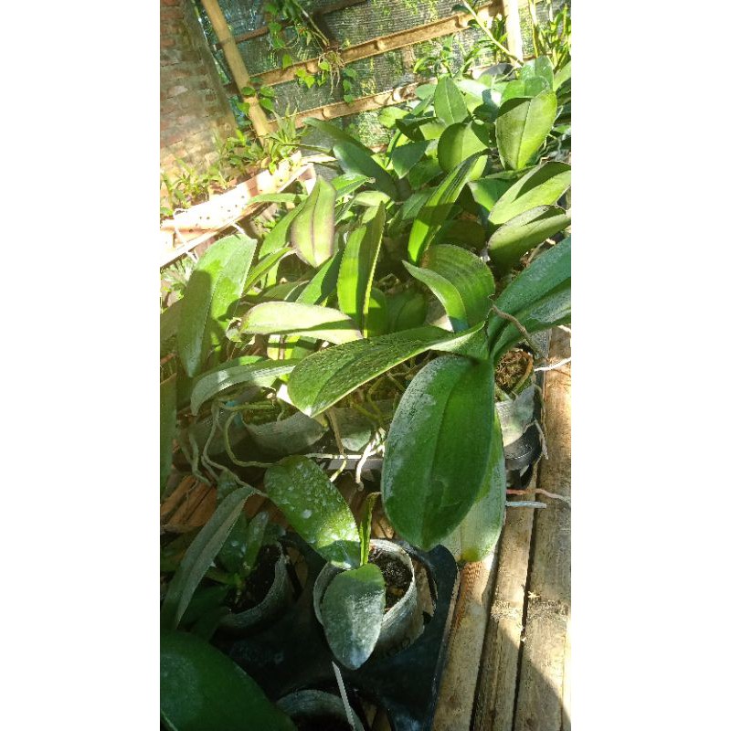 Anggrek bulan jumbo pasca bunga