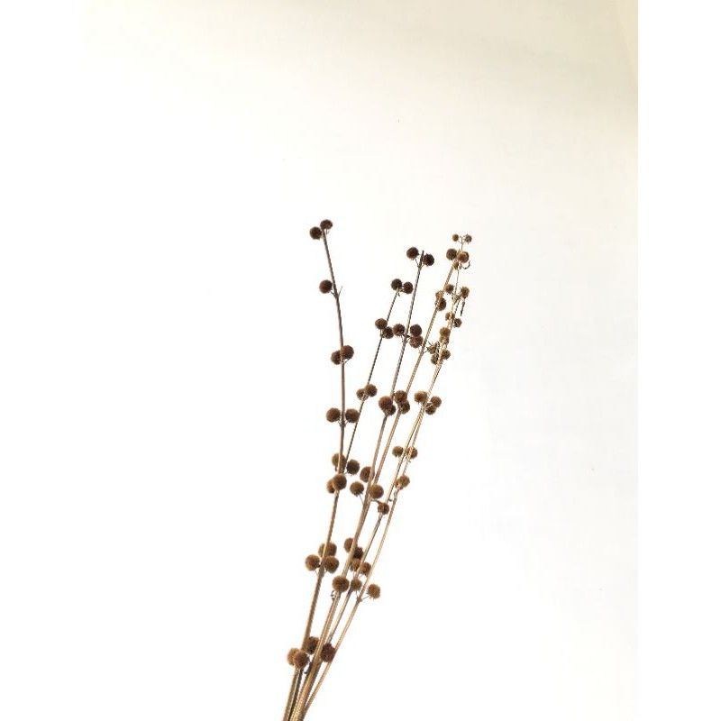 Pompom Mini Kering , Craft Mahar Buket Bunga Rustic Palem Custom Engagement Ringbox Terarium