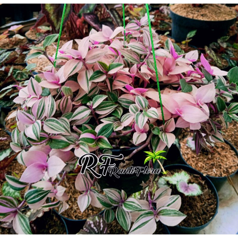 Tanaman hias Tradescentia tricolor rimbun/bunga gantung