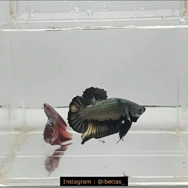 

Ikan Cupang Cooper Black Top Grade