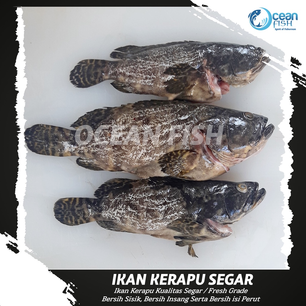 

Ikan Kerapu Segar - Kerapu Grouper Fresh - Ikan Segar Fresh - Kerapu Besar Segar - Ikan Kerapu Fresh