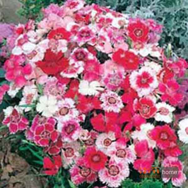 Benih / Biji / Seed Dianthus Baby Doll Mixed Bunga Edible Mr. Fothergills