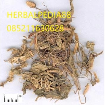 

Zi Hua Di Ding (Tokyo Violet Herb) Herba Violae 600 GRAM