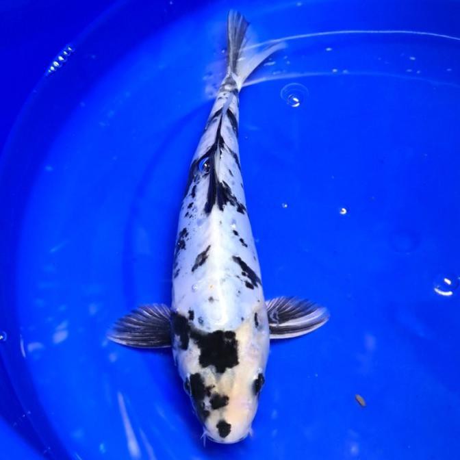 Ikan Koi Shiro Asal Blitar 3003 Butikuda165