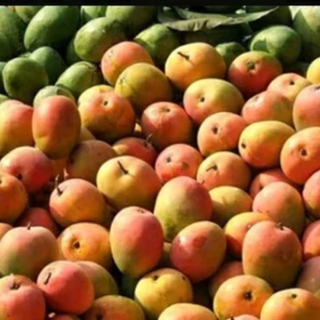 

Mangga Gedong Gincu