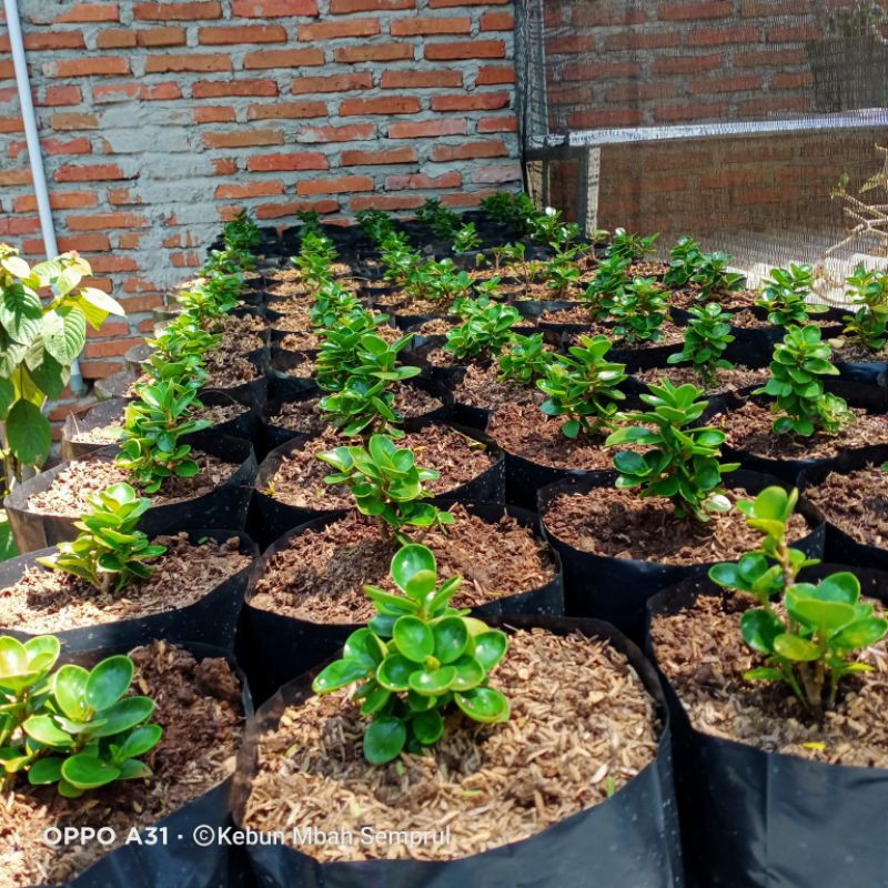 Bibit Bonsai Dolar mangkok / mikro ori