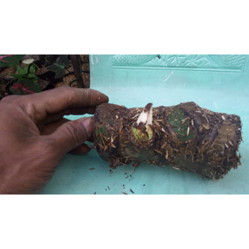 Monstera Deliciosa King Bonggol Bertunas Shopee Indonesia