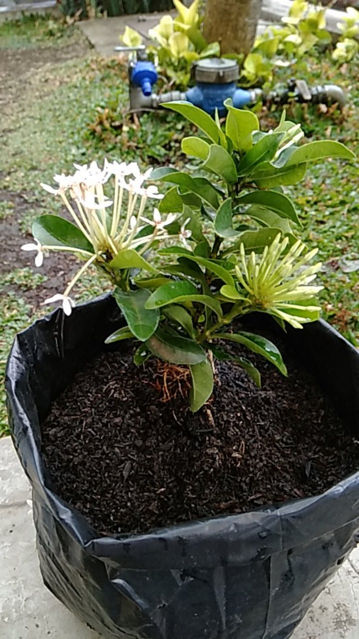 Tanaman Hias Soka Jambon Bunga Putih