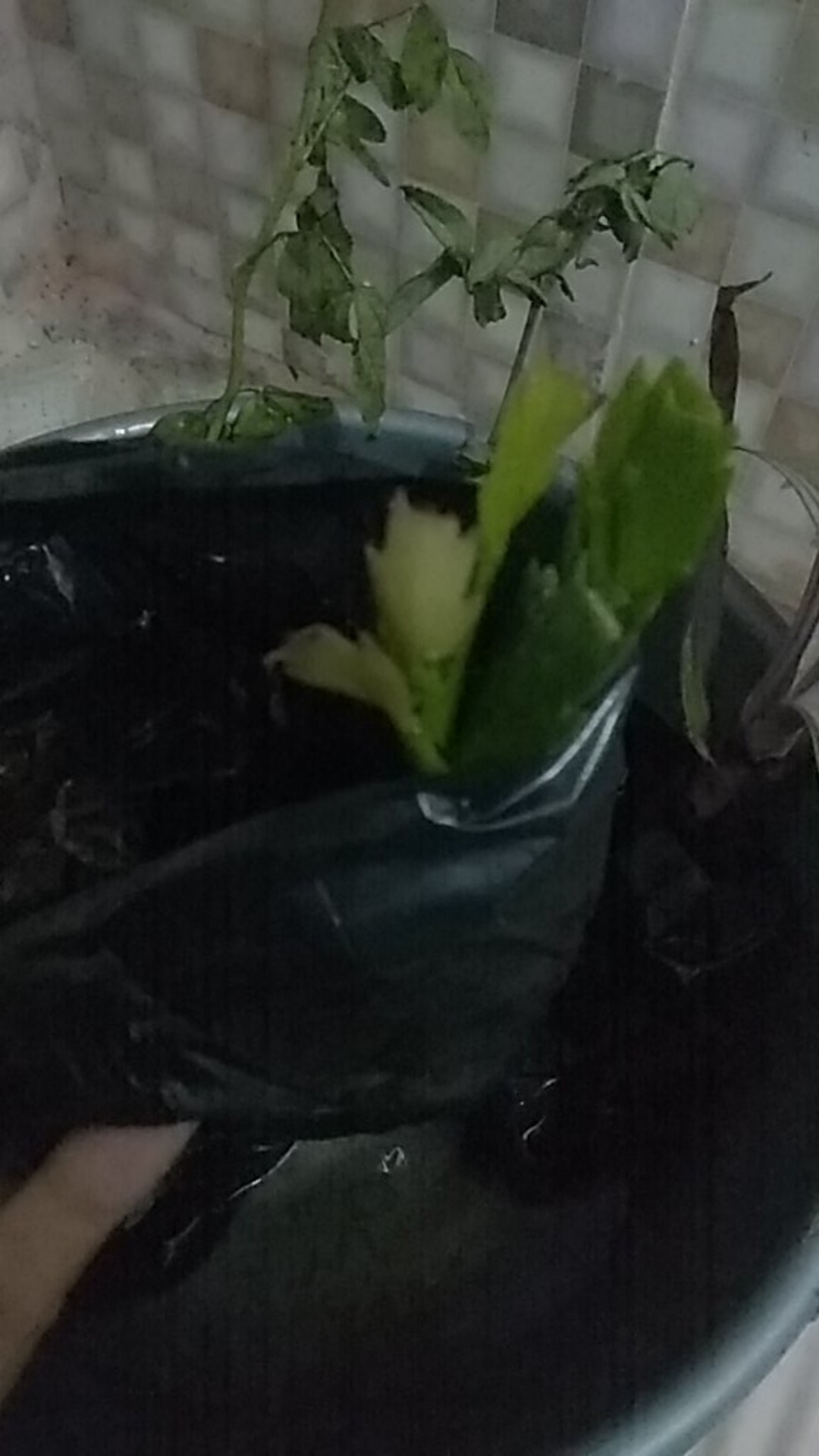 Tanaman Wijaya Kusuma Kepiting Ungu