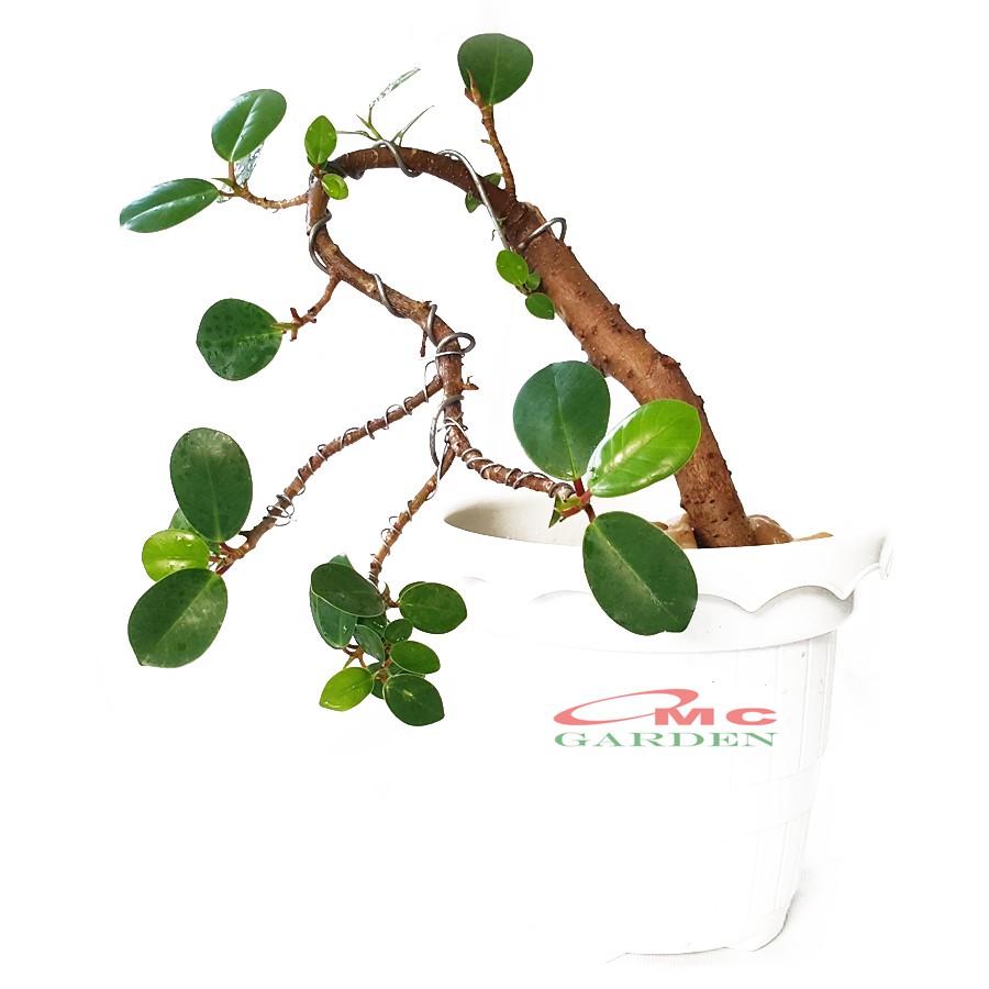 Tanaman Hias Pohon Bonsai Mame Beringin Korea Mini Dolar B-BK-004