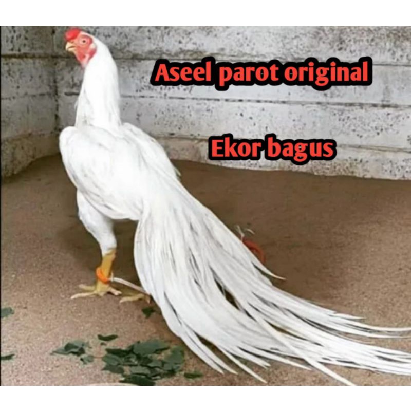 telur ayam bangkok aseel parot