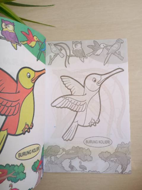 Buku mewarnai burung untuk anak TK/paud