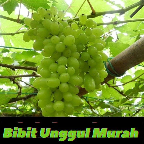 Bibit anggur import autumn king seedless