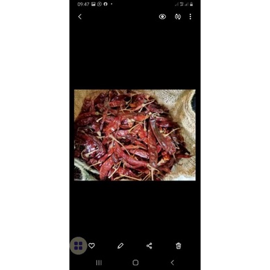

cabe merah besar kering