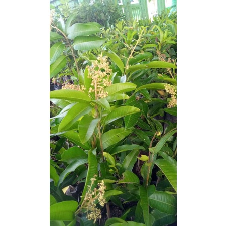 bibit mangga berbunga