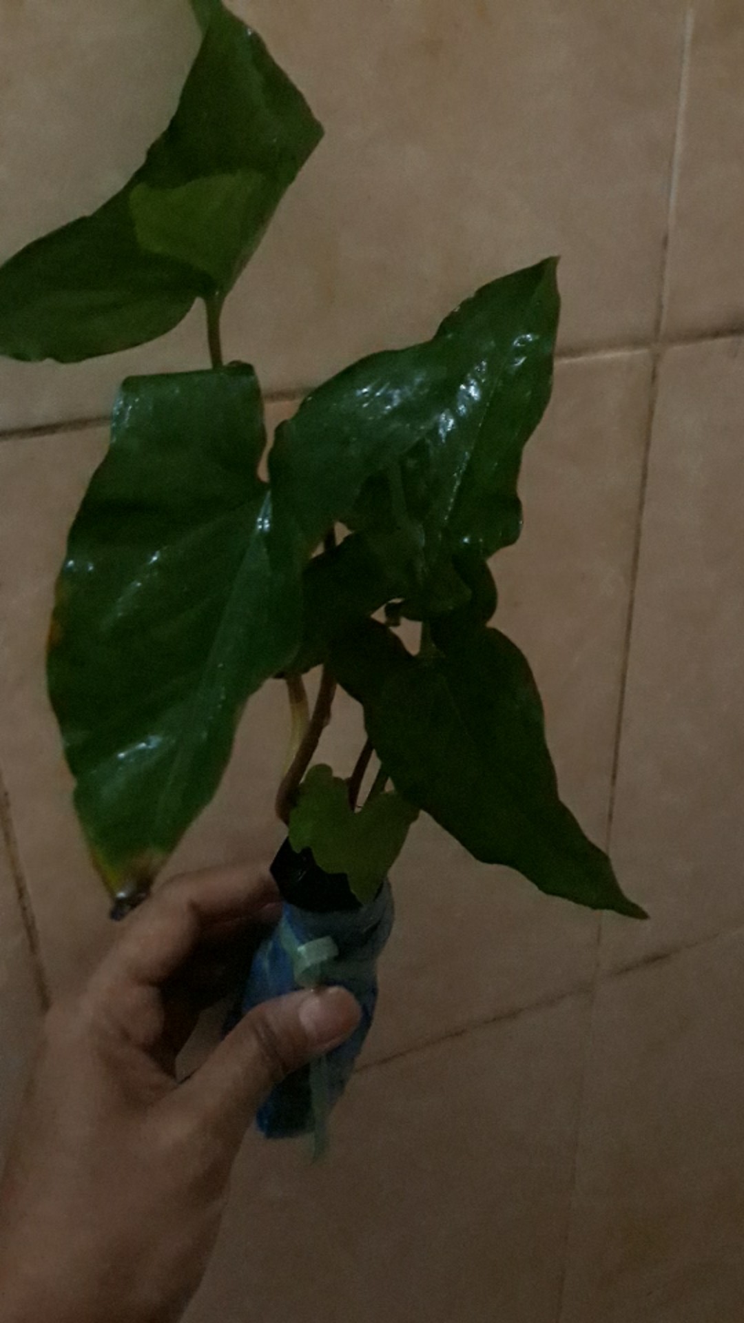 Singonium.. Green Mojito